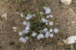 Imagem de Drosanthemum praecultum (N. E. Br.) Schwant.