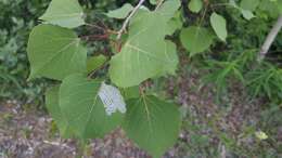 Image of Common Aspen Leaf Miner