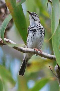 Image of Bar-breasted Honeyeater