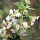 Image of Mexican oregano