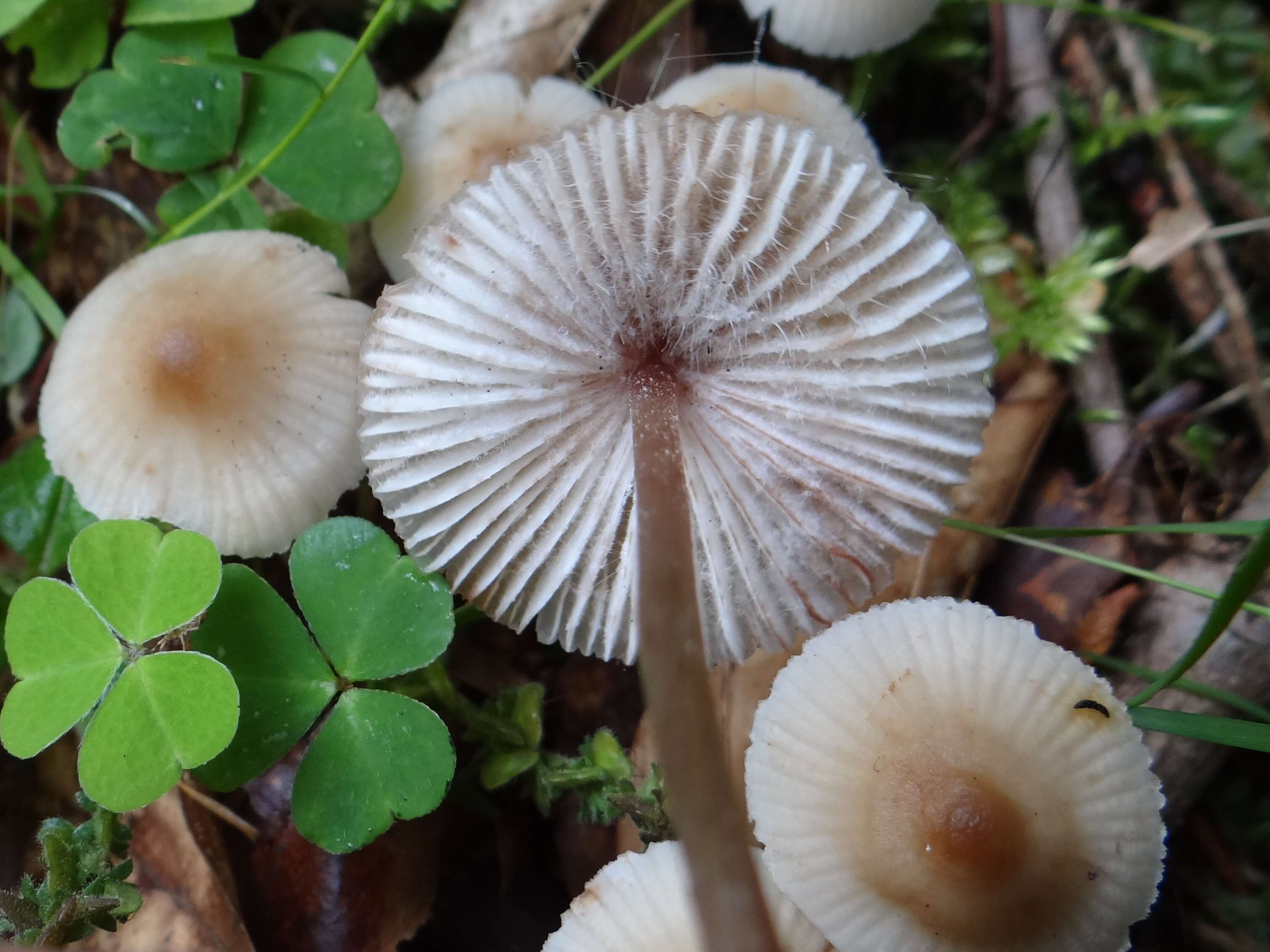 Image of Mycena zephirus (Fr.) P. Kumm. 1871