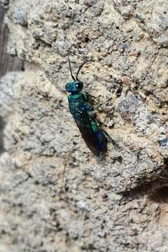 Image of <i>Chrysis iris</i>