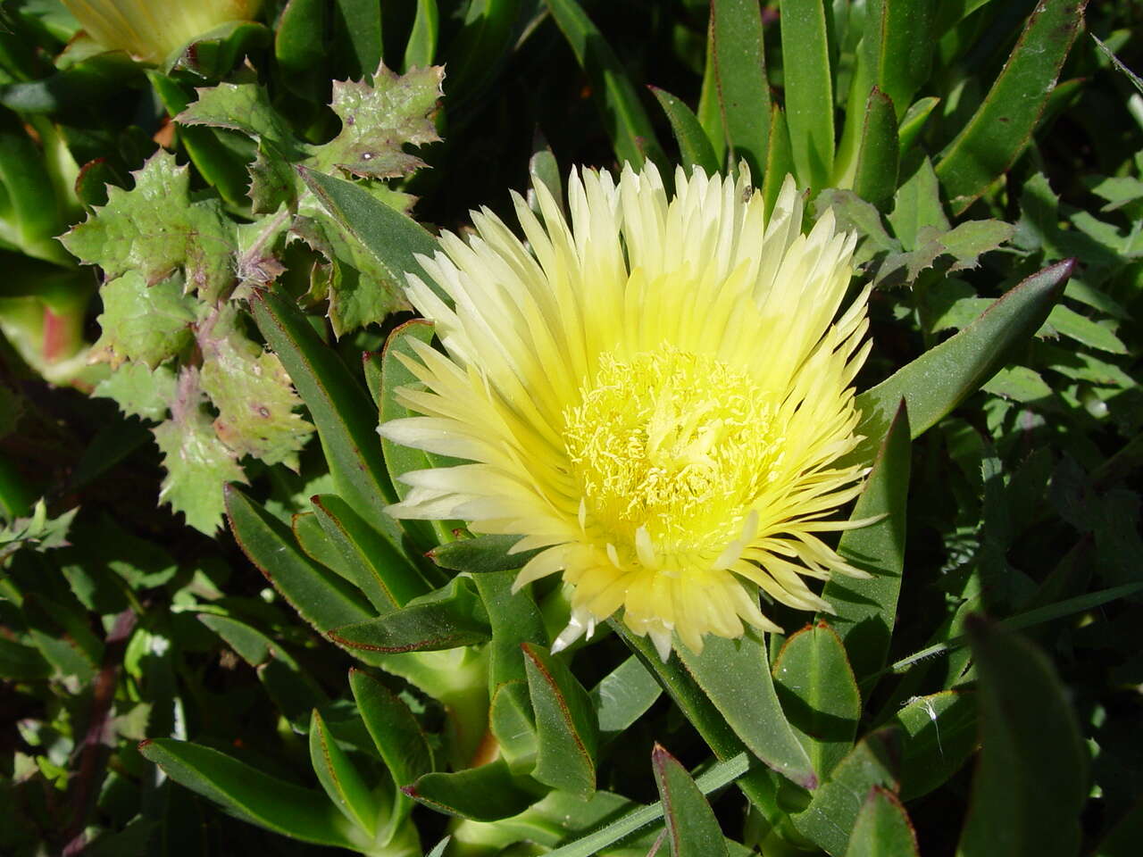 Image of hottentot fig