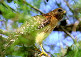 Image of Red-shouldered Hawk