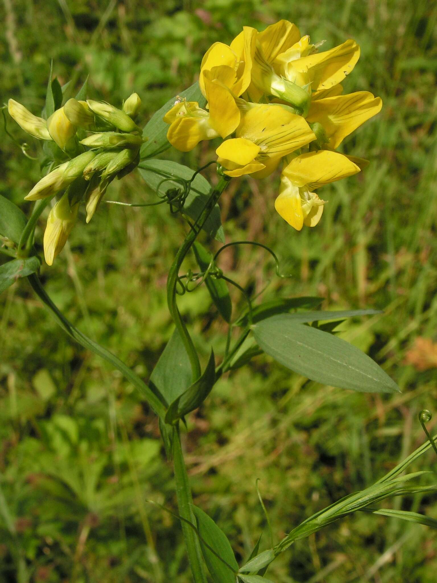 Слика од Lathyrus pratensis L.
