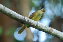 Image of Tricholestes Salvadori 1874