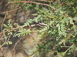 Image of Indigofera adesmiifolia A. Gray