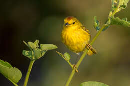 Imagem de Setophaga petechia aureola (Gould 1839)