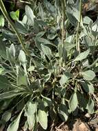 Image of shale barren ragwort