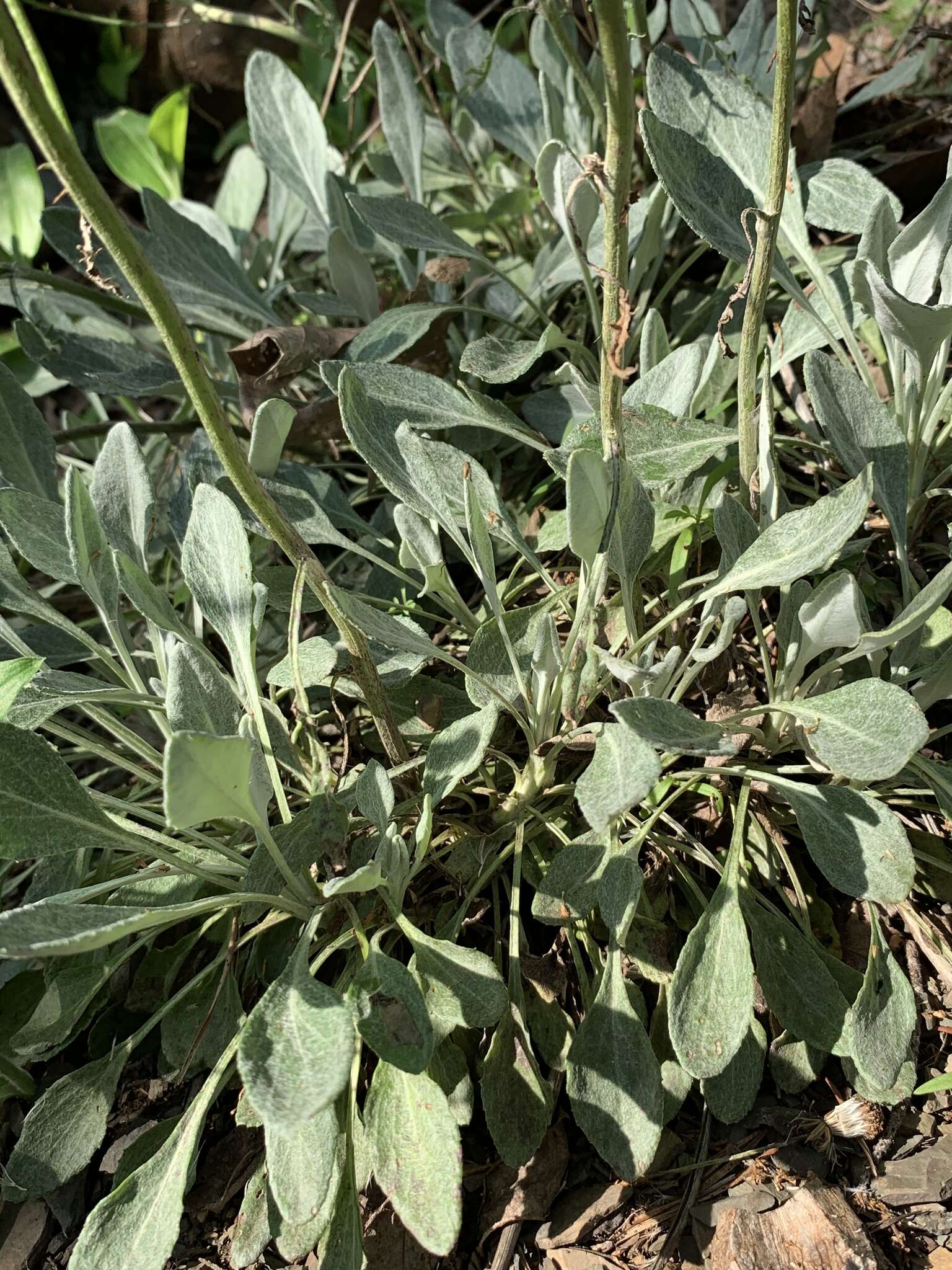 Image of shale barren ragwort