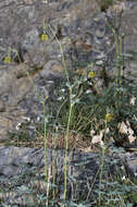 Image of Aquilegia viridiflora Pall.