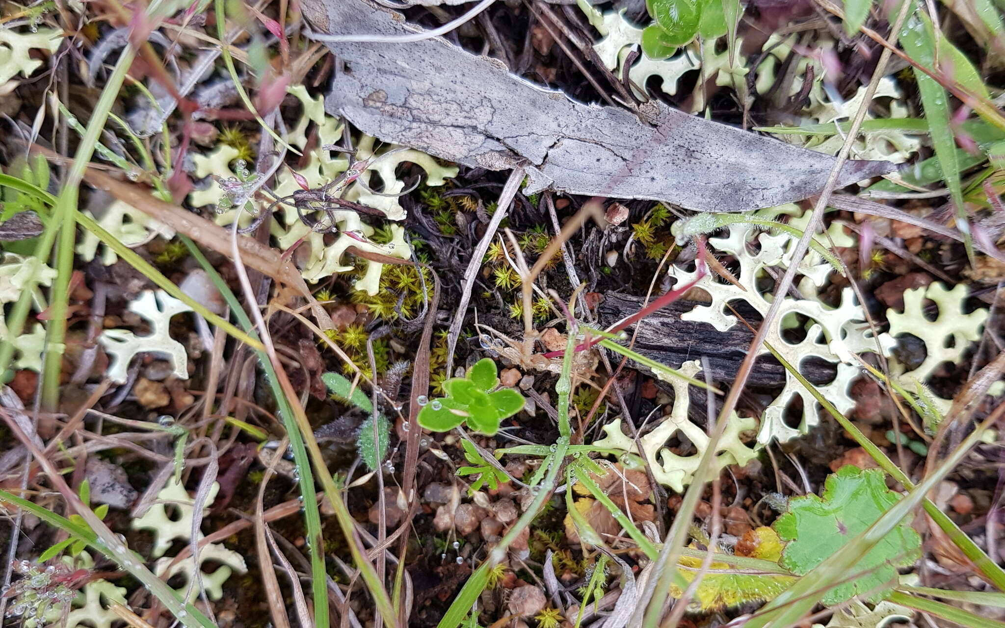 Image of Resurrection lichen