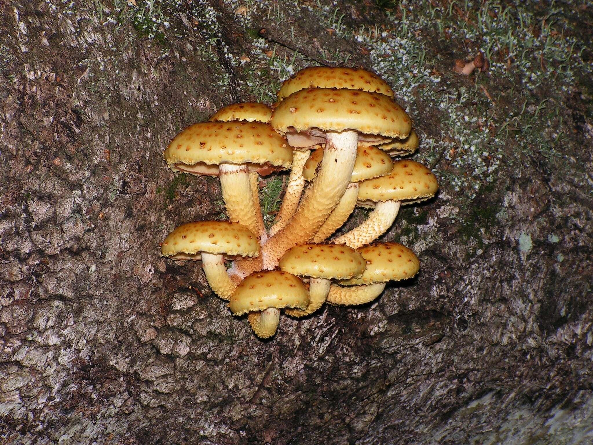 Plancia ëd Pholiota aurivella (Batsch) P. Kumm. 1871