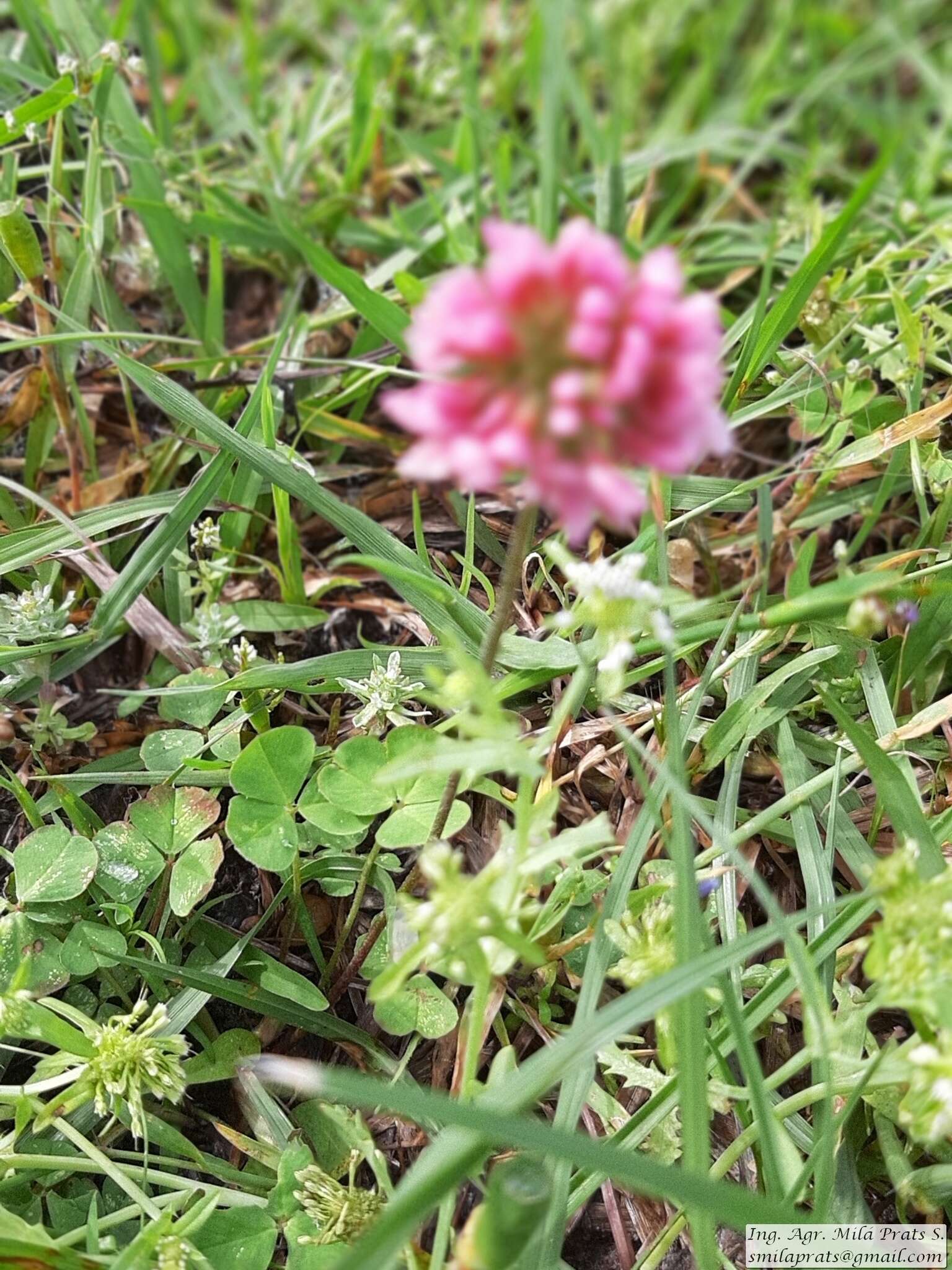 Image of peanut clover