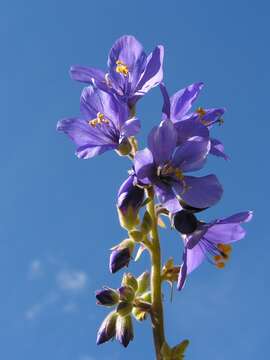 Image de Polémoine bleue