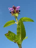 Image of common selfheal