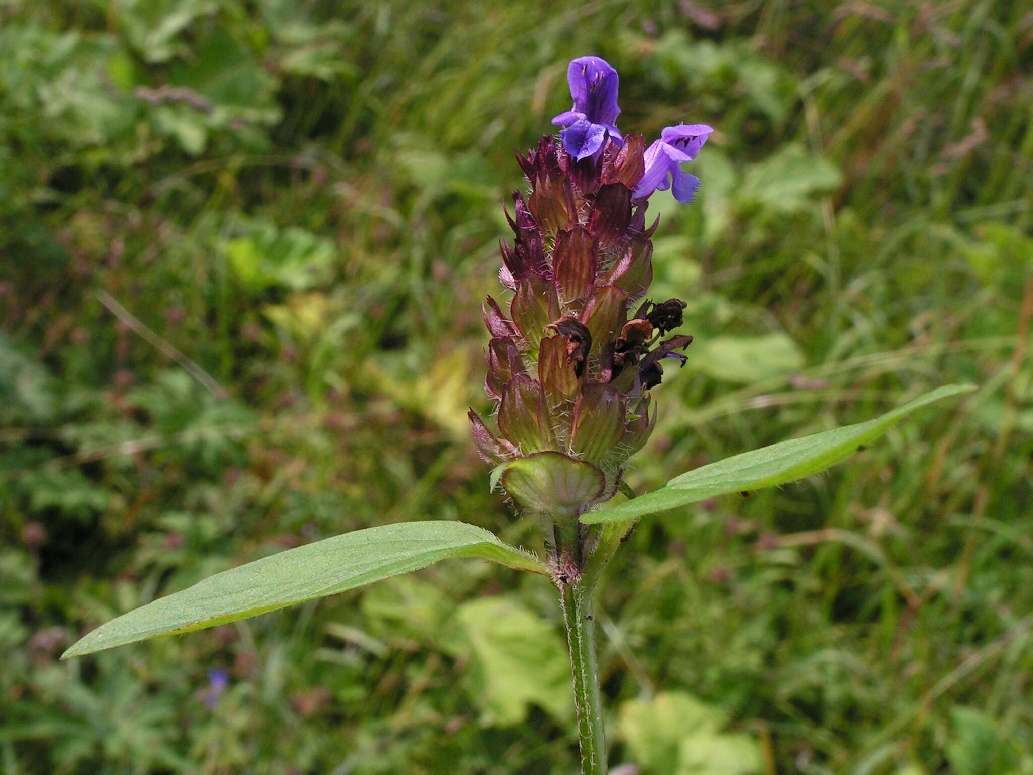 Image of common selfheal