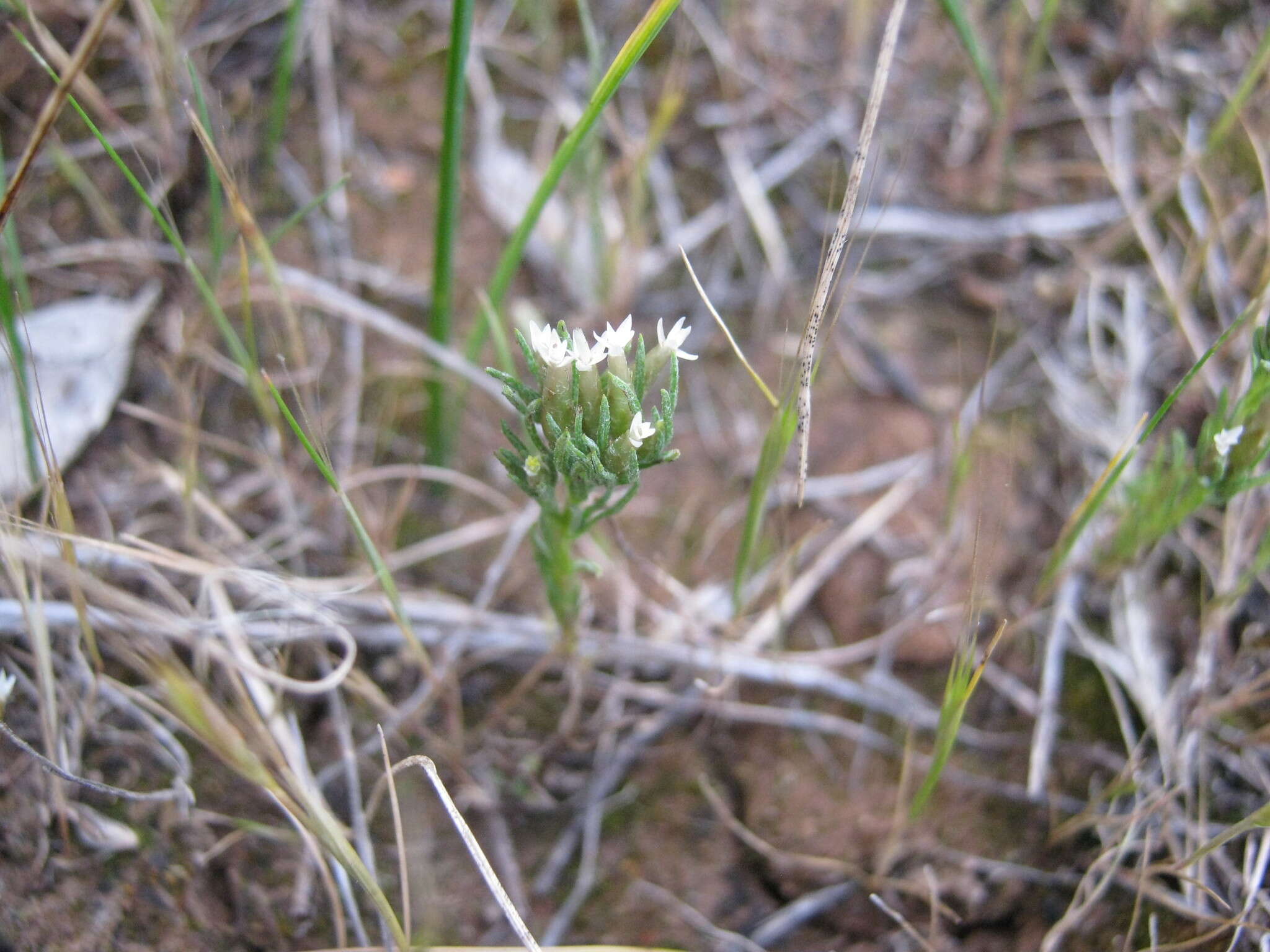 Image of Rhodanthe pygmaea (DC.) P. G. Wilson