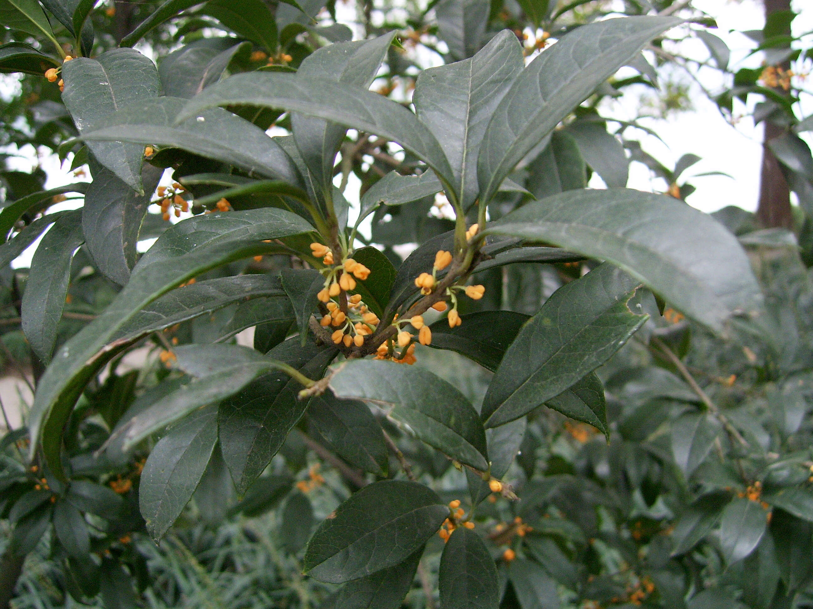 Image of Fragrant Olive