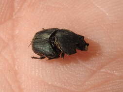 Image of Scooped Scarab