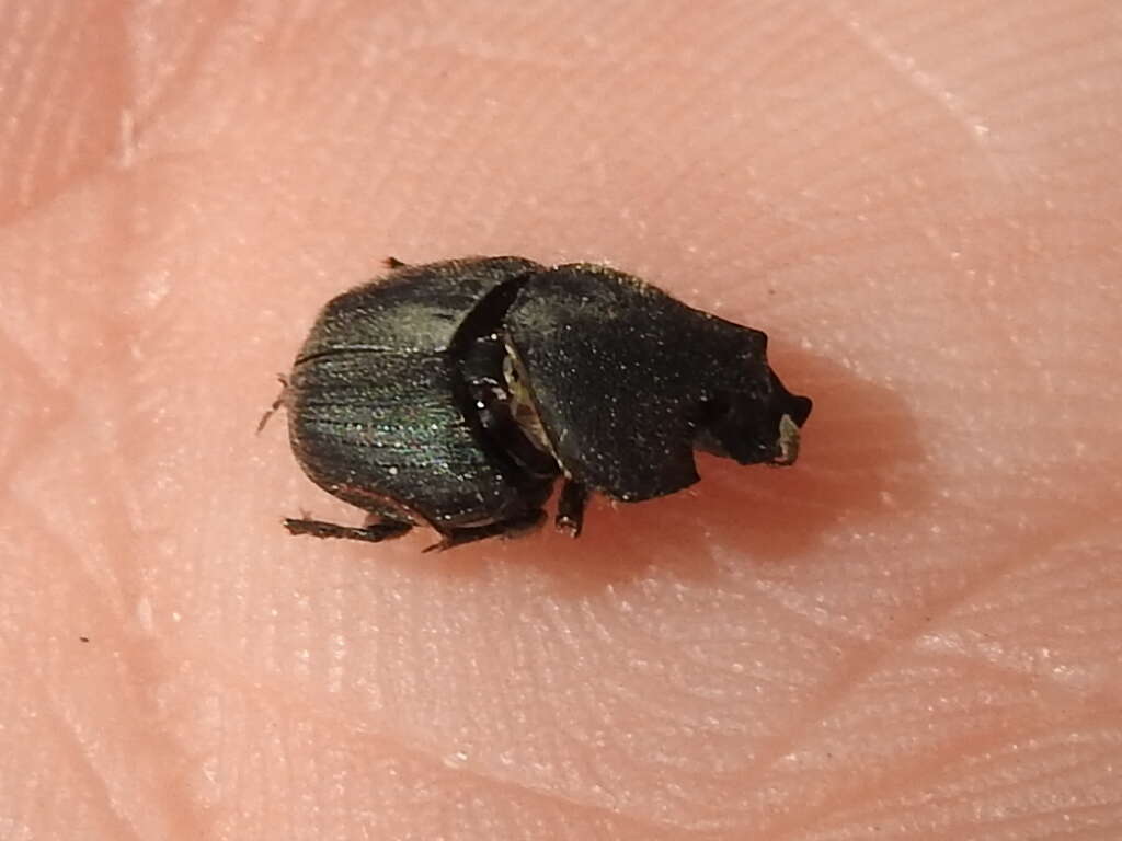 Image of Scooped Scarab