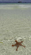 Image of African red knob sea star