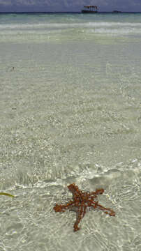 Image of African red knob sea star