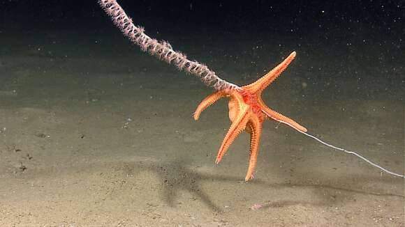 Image of Evoplosoma Fisher 1906