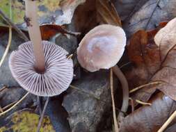 Image of Mycena rosea Gramberg 1912