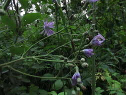 Image of Cicerbita macrophylla subsp. uralensis (Rouy) P. D. Sell