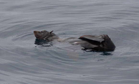 Image of Guadalupe Fur Seal