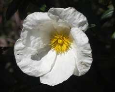 Image of Montpelier cistus