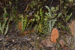 Imagem de Banksia gardneri A. S. George