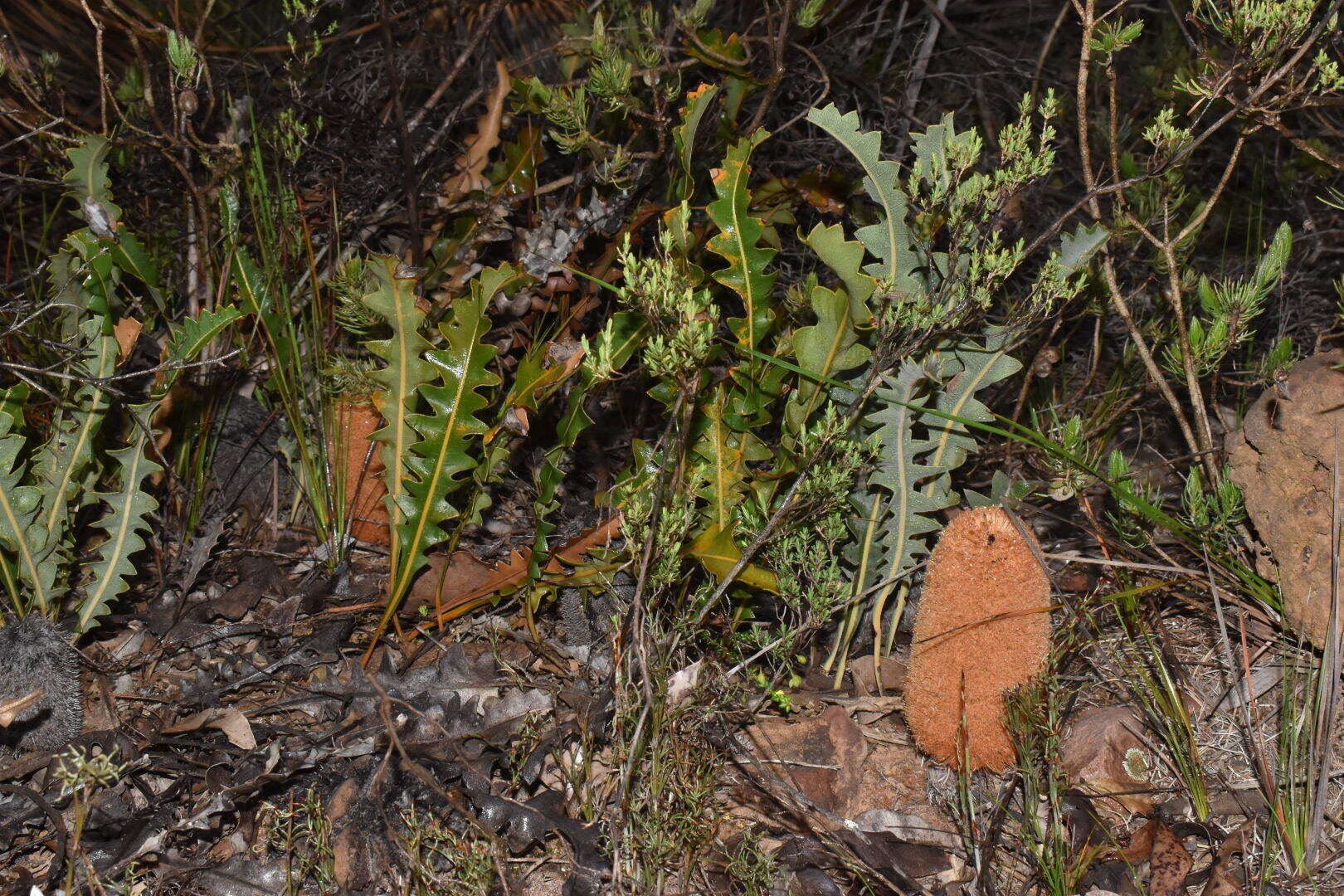 Imagem de Banksia gardneri A. S. George