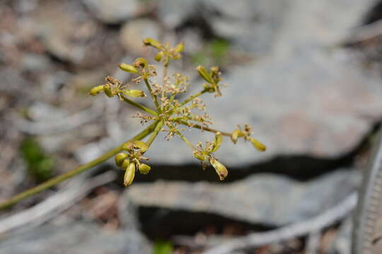 Image of Brandegee's desertparsley