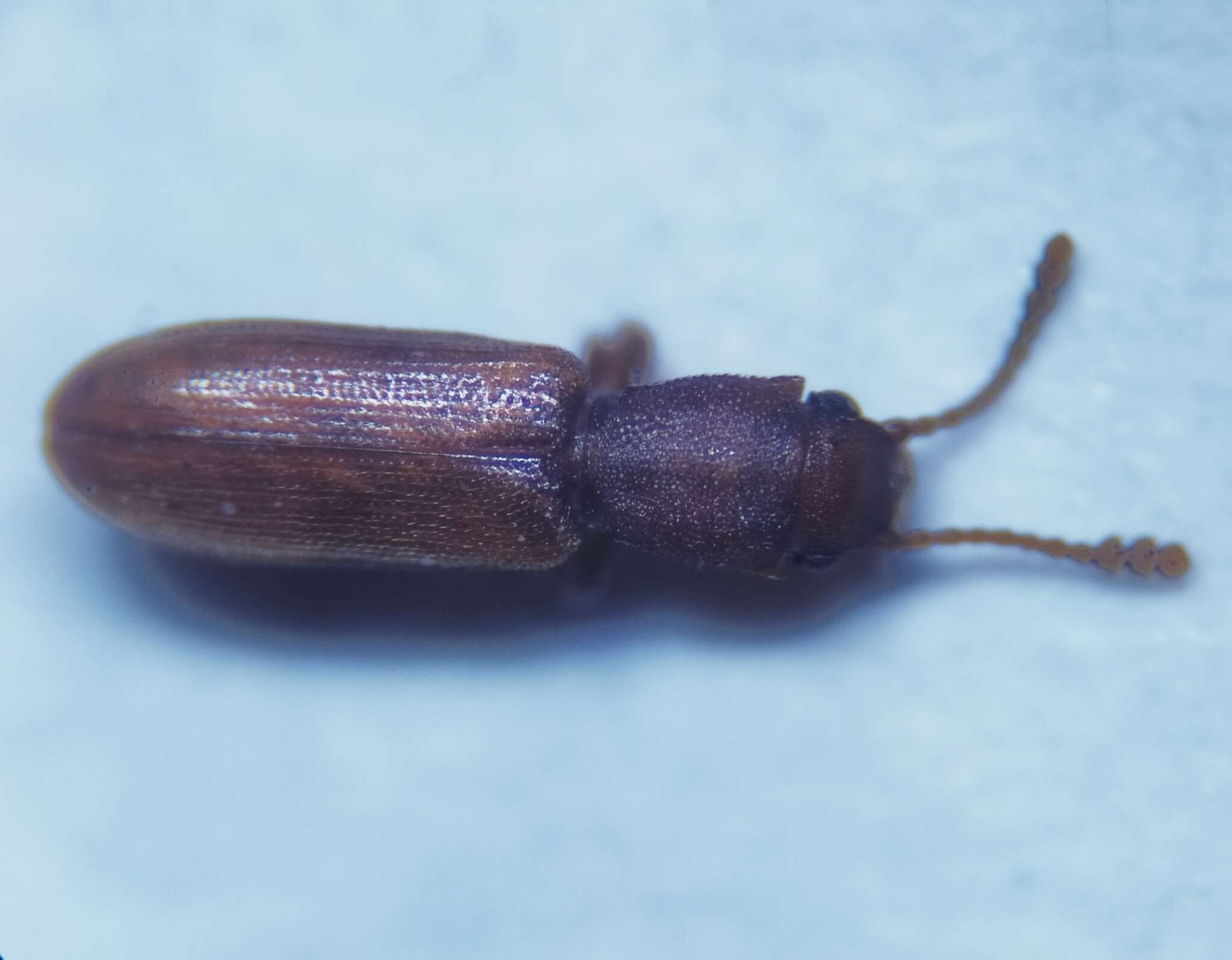 Image of Beetle