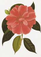 Image of camellia