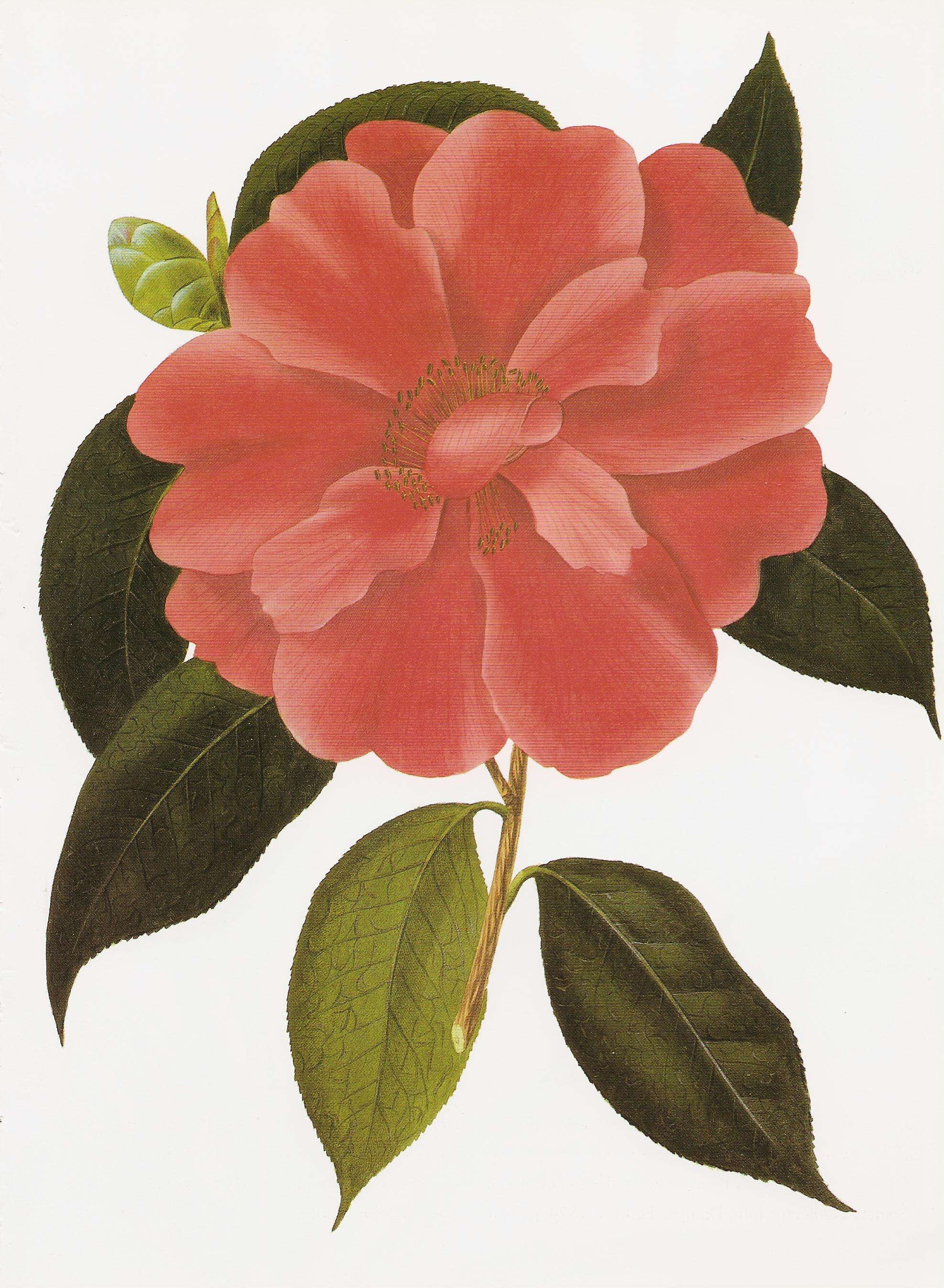 Image of camellia