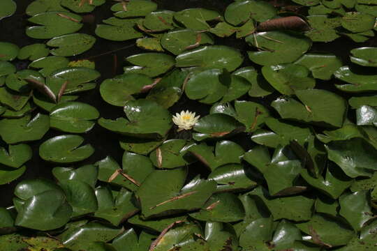 Image of European white waterlily