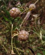 Trifolium bullatum Boiss. & Hausskn. resmi