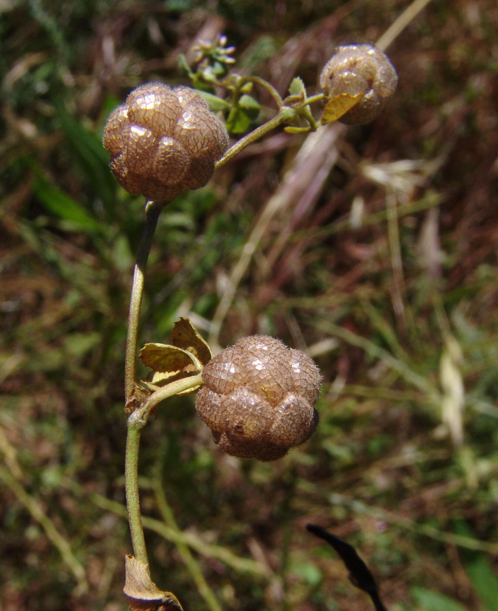 Trifolium bullatum Boiss. & Hausskn. resmi