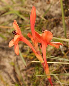 صورة Watsonia stenosiphon L. Bolus