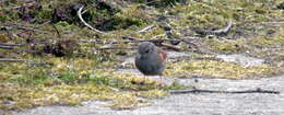 Image of Dunnock