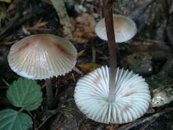 Image of Mycena zephirus (Fr.) P. Kumm. 1871