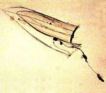 Image of Diphyidae Quoy & Gaimard 1827