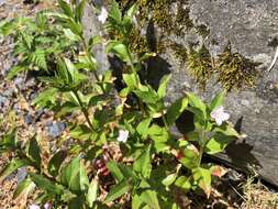 Imagem de Epilobium ciliatum subsp. glandulosum (Lehm.) P. C. Hoch & P. H. Raven