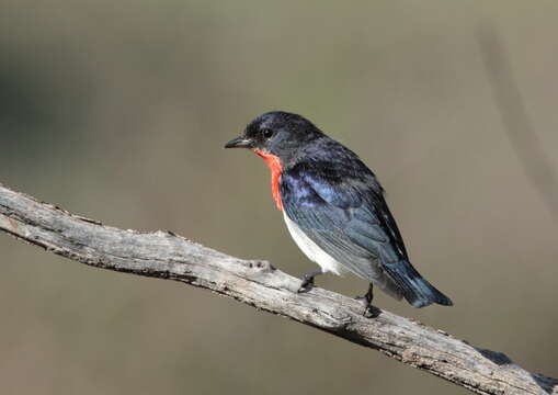 Image of Mistletoebird