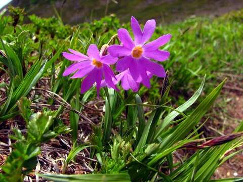 Primula cuneifolia Ledeb. resmi