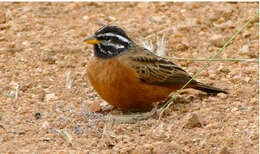 Image of Cinnamon-breasted Bunting