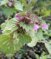 Image of Lamium confertum Fr.